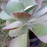 Kalanchoe tetraphylla 形態