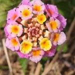 Lantana camara Bleunienn