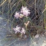 Dianthus broteriBlomst