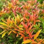 Syzygium myrtifolium Hoja