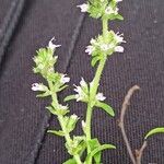 Thymus pannonicus Leaf