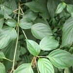 Cornus macrophylla Leaf