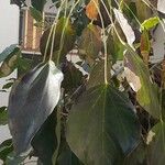 Oreopanax nymphaeifolius Hoja