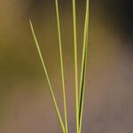 Agrostis canina Blatt