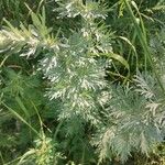 Artemisia absinthium Φύλλο