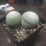 Mammillaria matudae Blatt