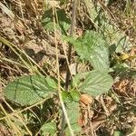 Stachytarpheta cayennensis Leaf