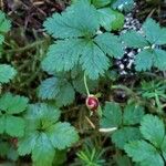 Rubus pedatus Fruto