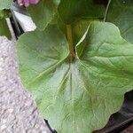 Pericallis × hybrida Leaf