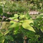 Chimonanthus nitens Hoja