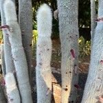 Cleistocactus strausii Blatt