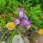 Iris spuria Цветок