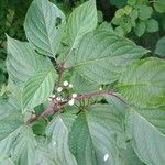 Cornus sericea Leaf