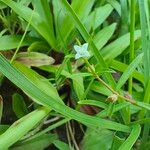 Oldenlandia corymbosaFlower