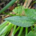 Piper borbonense Leaf