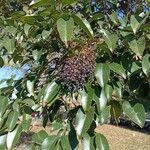 Ligustrum japonicum Fruit