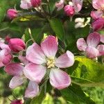 Malus pumila 花