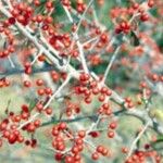 Ilex decidua Fruto