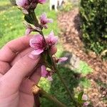 Prunus persicaBlodyn