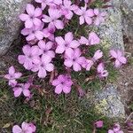 Dianthus microlepis Bloem