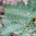 Phyllanthus niruri 葉
