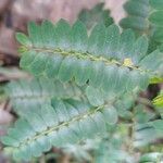 Phyllanthus niruri Leaf