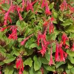 Fuchsia triphylla Облик