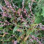 Persicaria punctataBlodyn