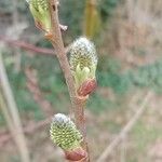 Salix appendiculata Kukka
