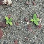 Mesembryanthemum crystallinum Feuille