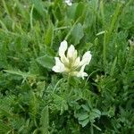 Oxytropis campestris Mosusu
