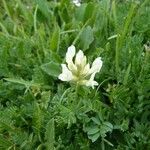 Oxytropis campestris Other