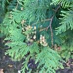 Thuja occidentalisList