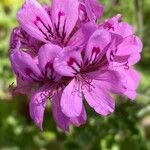 Pelargonium tomentosum Blomma