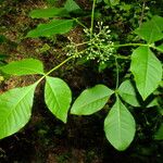 Ptelea trifoliata Žiedas