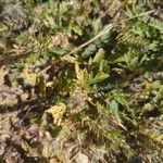 Verbena bracteata Blomst