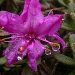Rhododendron setosum Çiçek