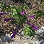 Salvia leucanthaЛіст