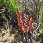 Orobanche rapum-genistaeFolla