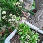 Crassula pubescens Habit