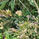 Callistemon pallidus Листок