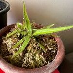 Drosera adelae Hoja