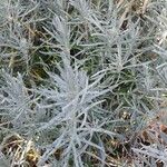 Helichrysum italicum Blad