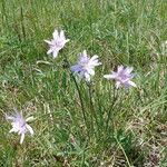 Scorzonera purpurea Flors