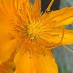 Trollius chinensis Fiore