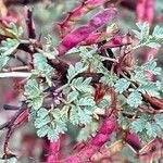 Mimosa aculeaticarpa Fruit