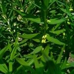 Polygonatum verticillatum Цветок