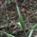 Anisantha sterilis Fruchs