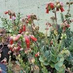 Kalanchoe marnieriana Flor