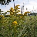 Solidago giganteaΛουλούδι